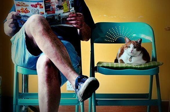 Cat sitting on a green chair next to their owner