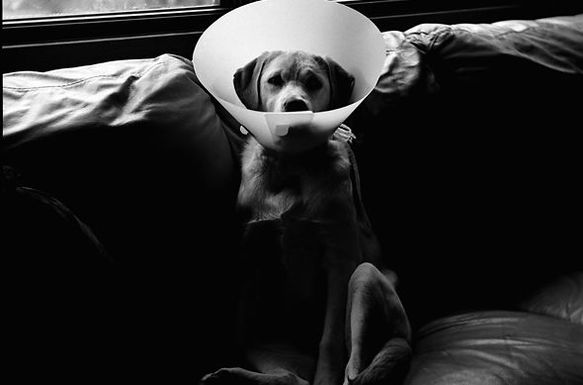 Dog wearing a cone