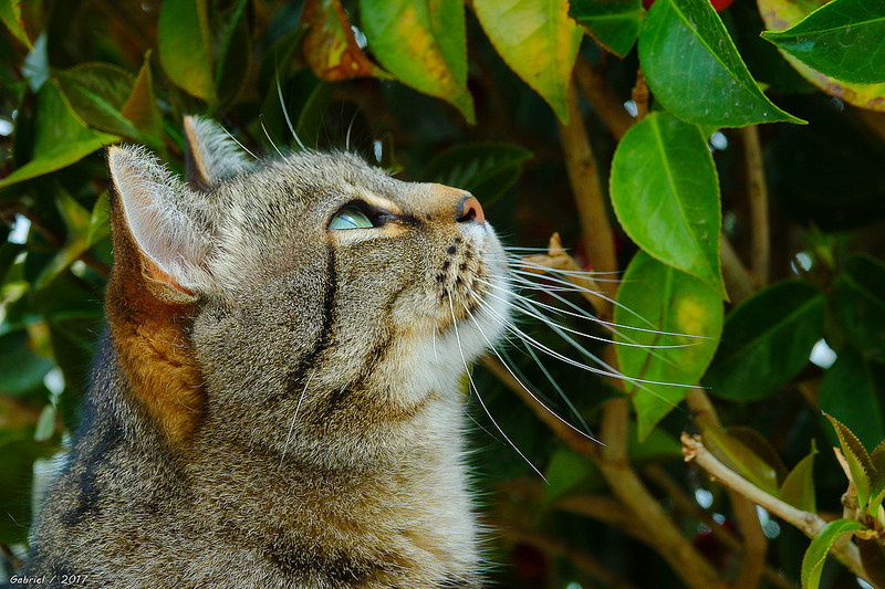 Cat looking at some plants