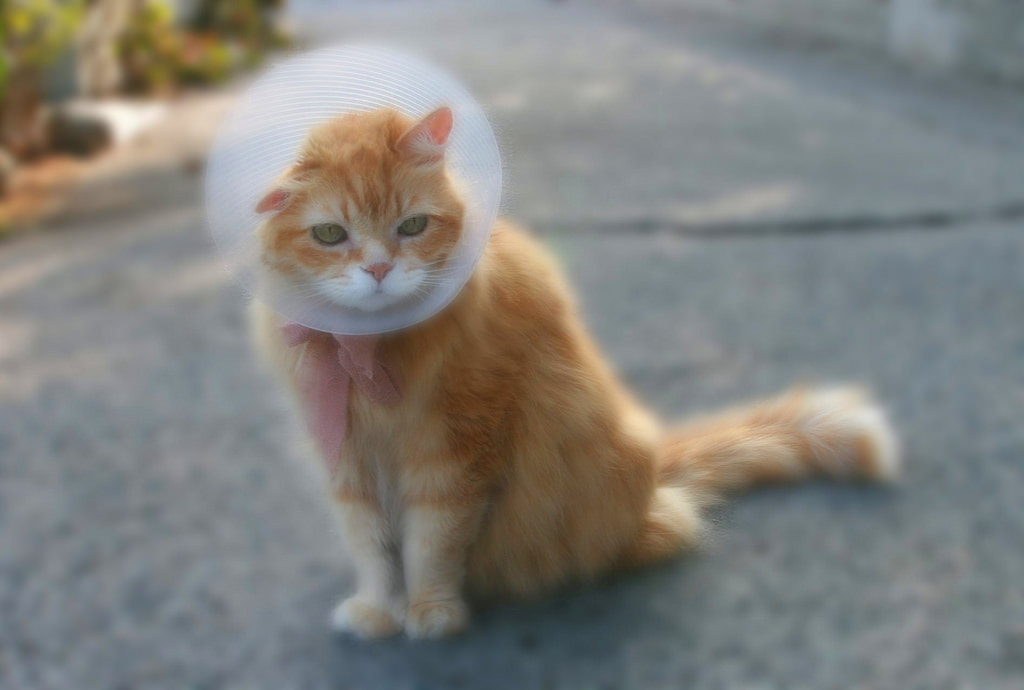 Cat wearing a cone