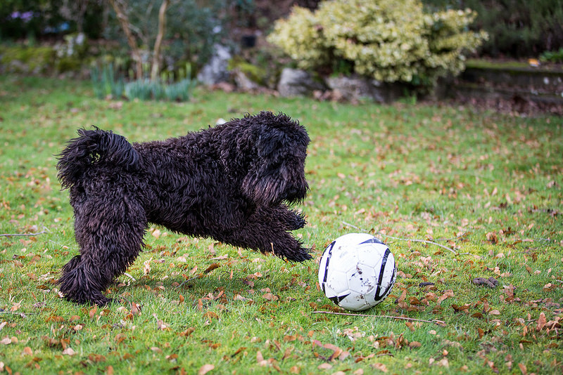 Dog playing outdoors with a soccer ball