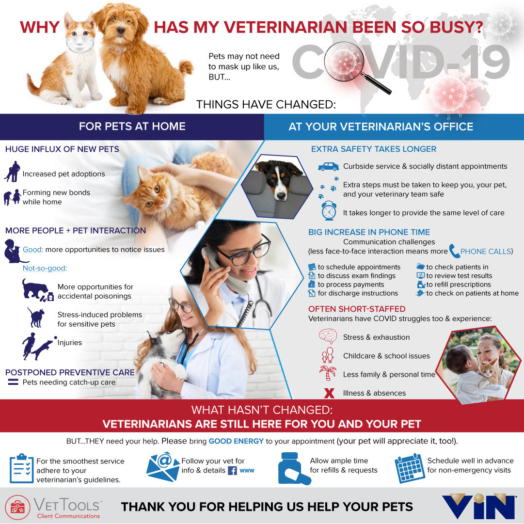 Busy Veterinarian infographic